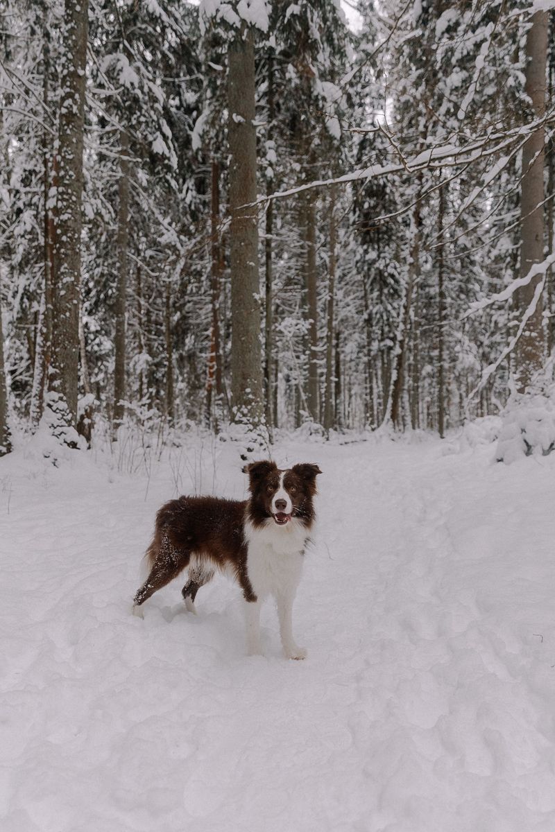 Border Collie