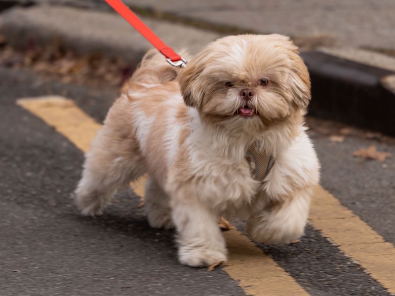 Shih Tzu