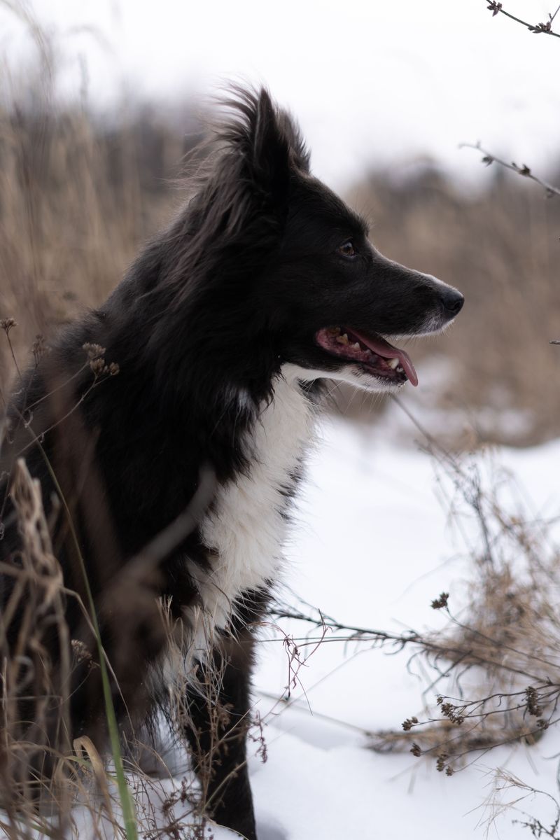 Border Collie