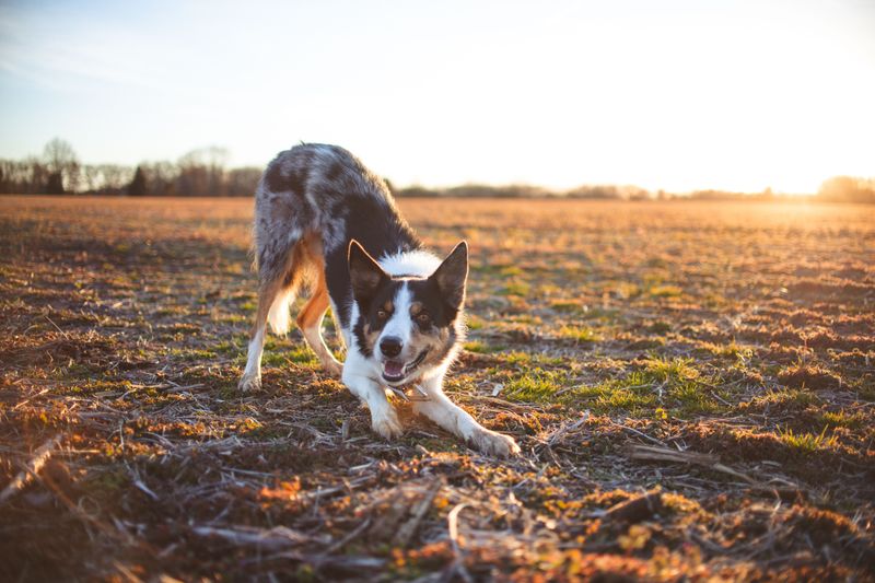 Border Collie