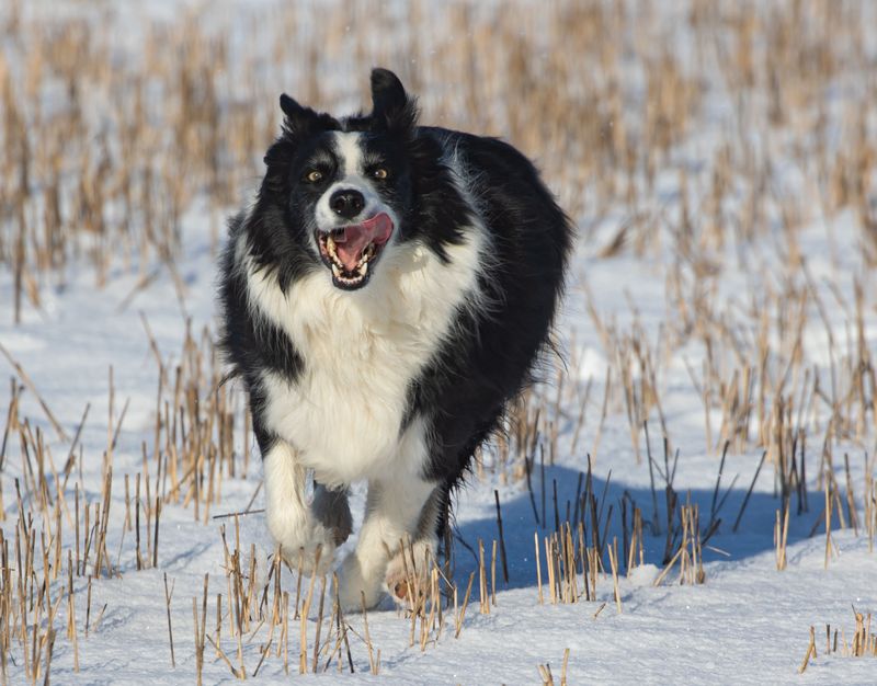 Border Collie Is Ready For An Active Lifestyle