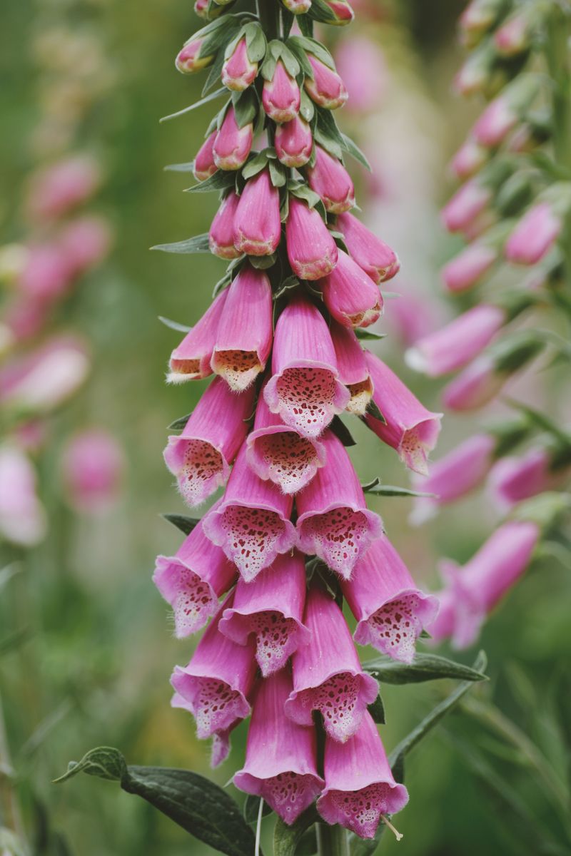 Foxglove