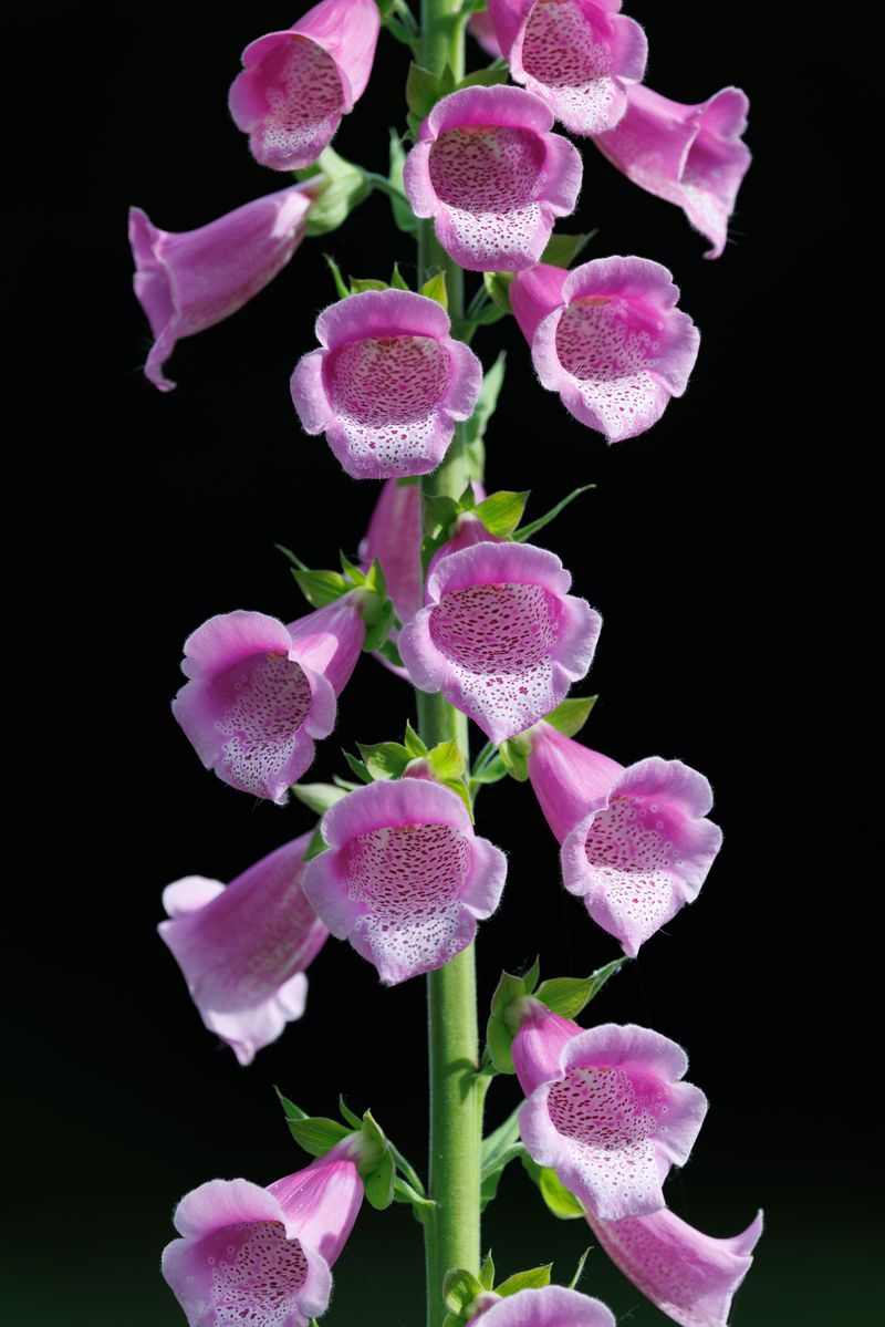 Foxglove Adds Beauty but Requires Distance