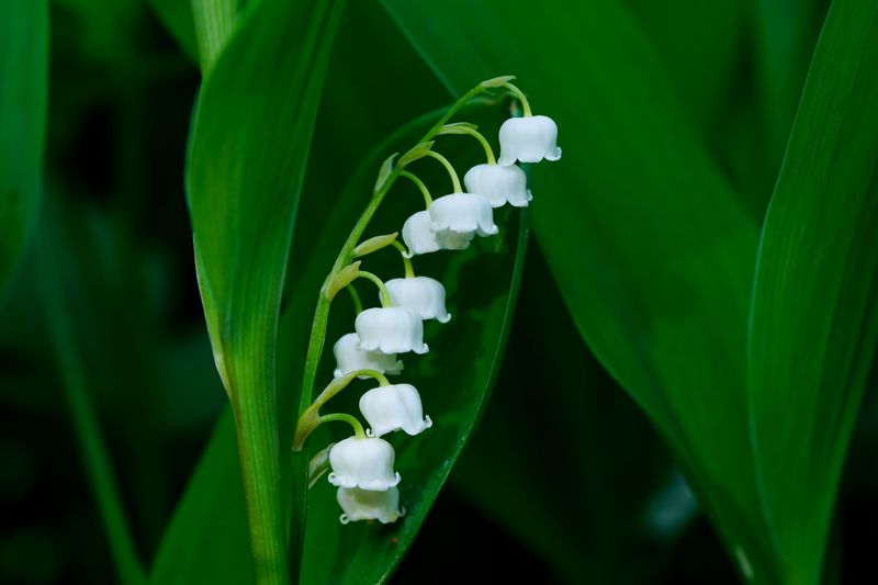 Lily of the Valley