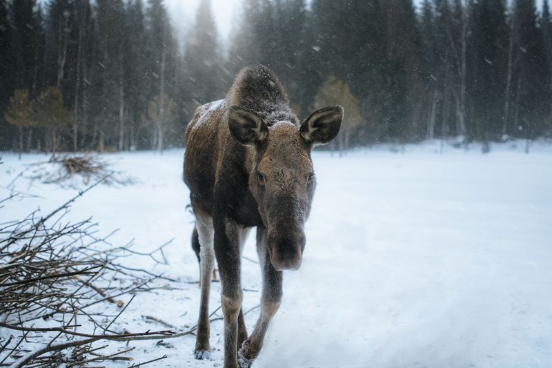Snowy Months Bring Their Own Risks