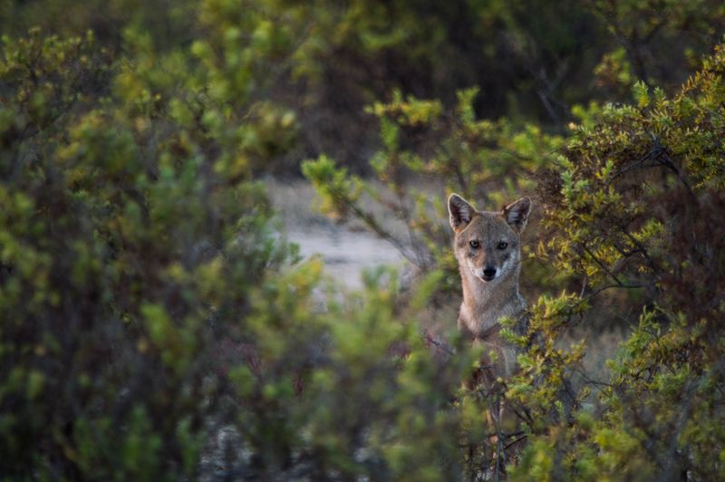 Be Extra Careful Around Dens And Young Coyotes