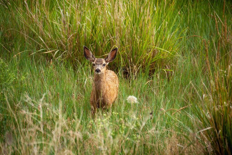 Know When To Contact Wildlife Professionals