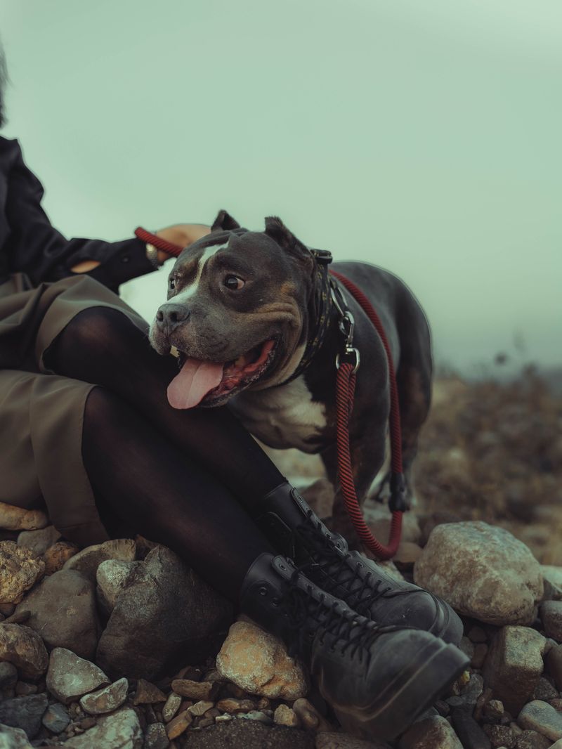 Use Booties Only If Your Dog Is Comfortable
