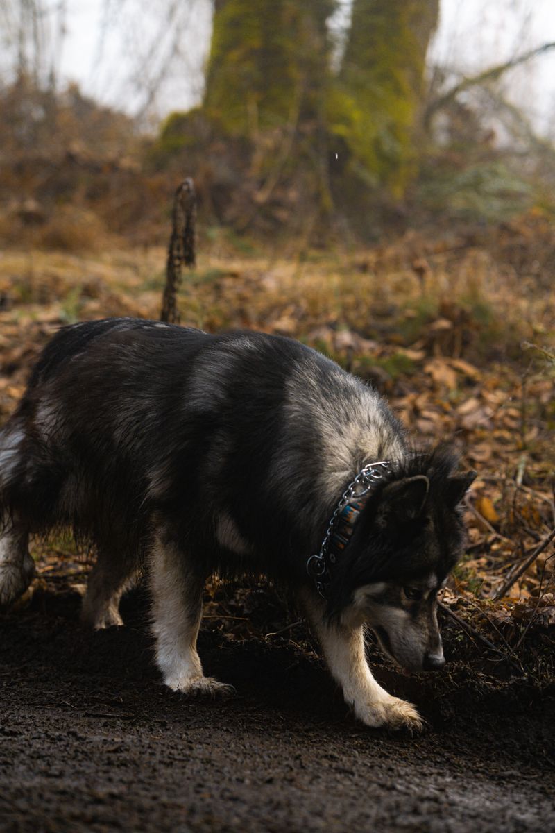 Leave No Trace With Your Dog
