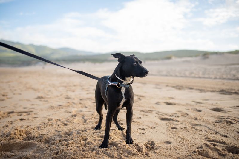 Give Your Dog Extra Room To Explore