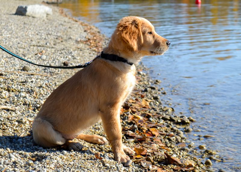 Keep Dogs Close Around Wildlife