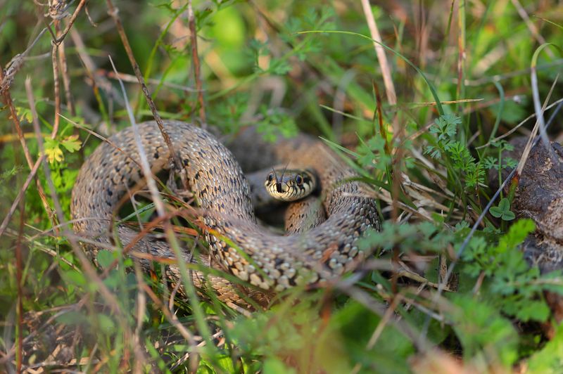 Identify the Snake From a Safe Distance