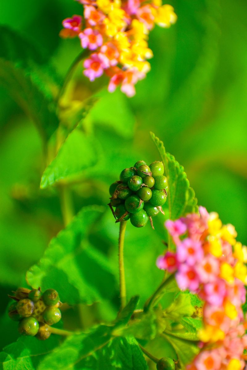 Lantana