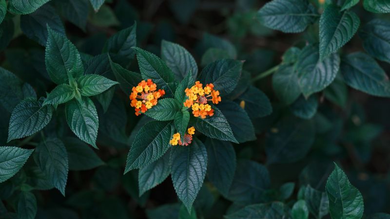 Lantana