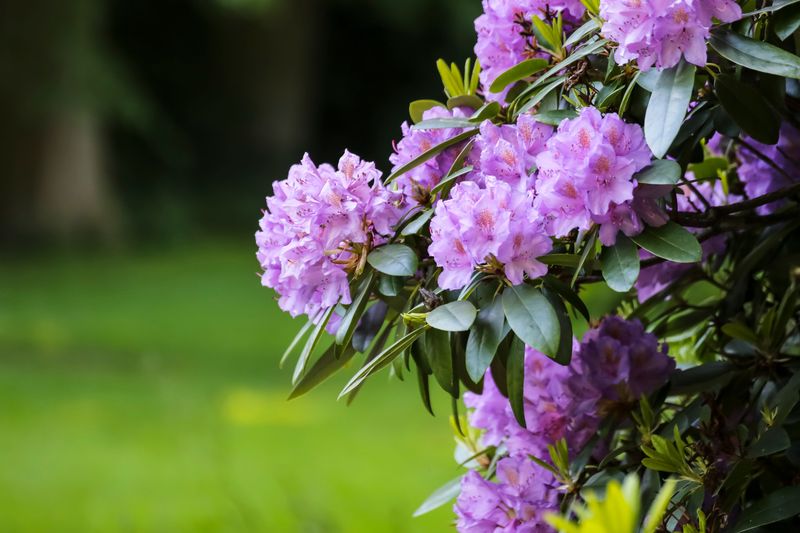 Rhododendron