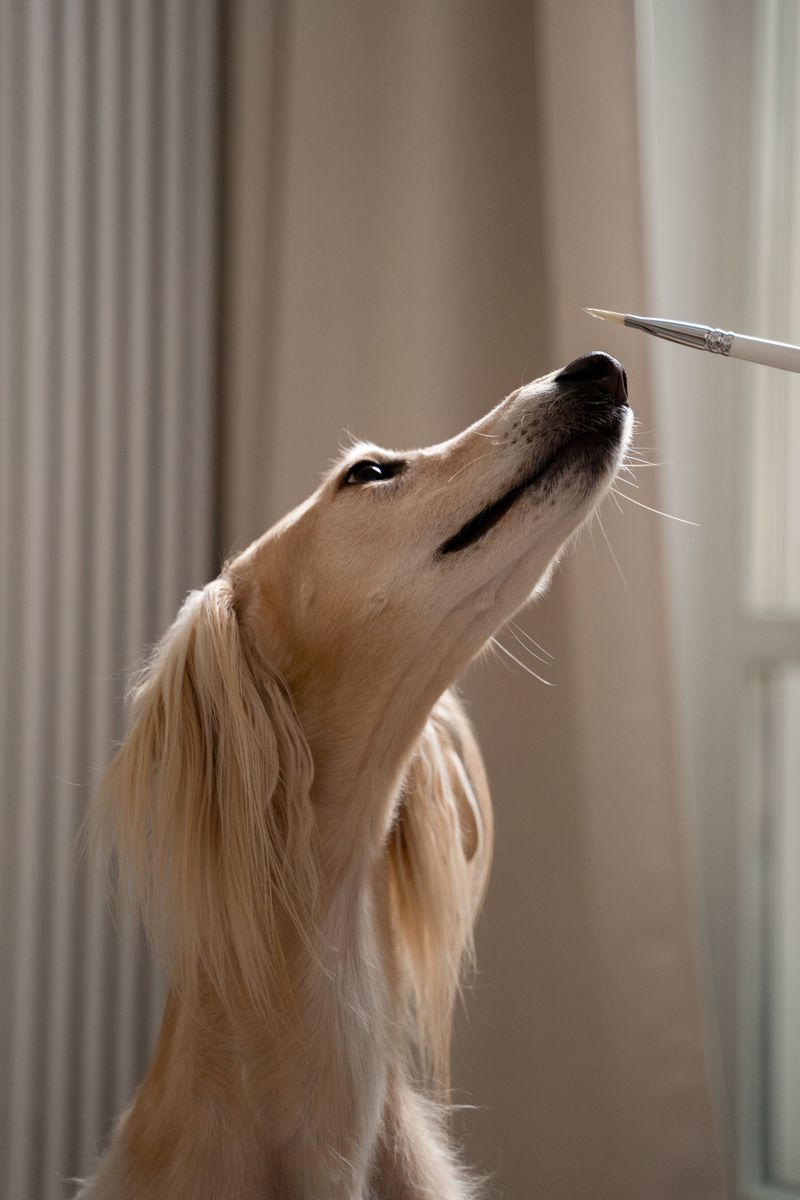 Saluki