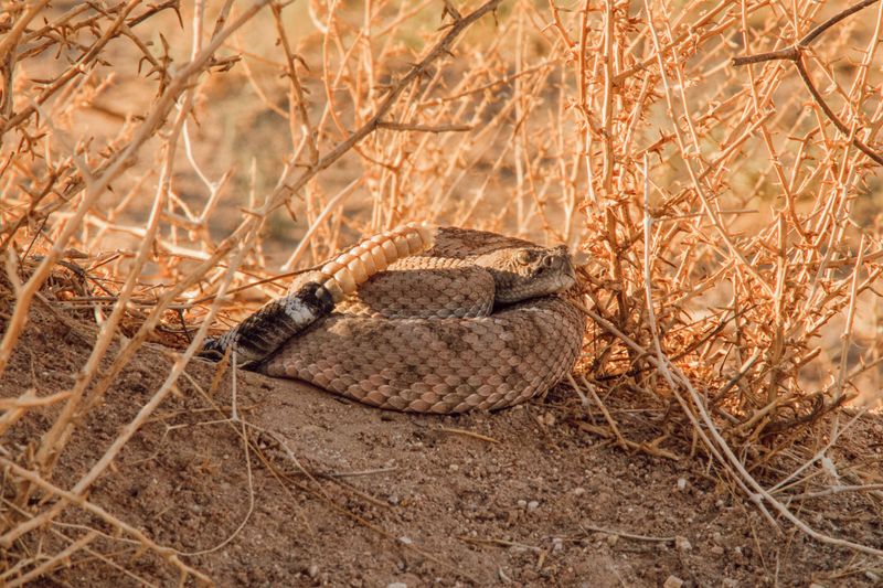 Do Not Try to Move, Scare, or Kill the Snake