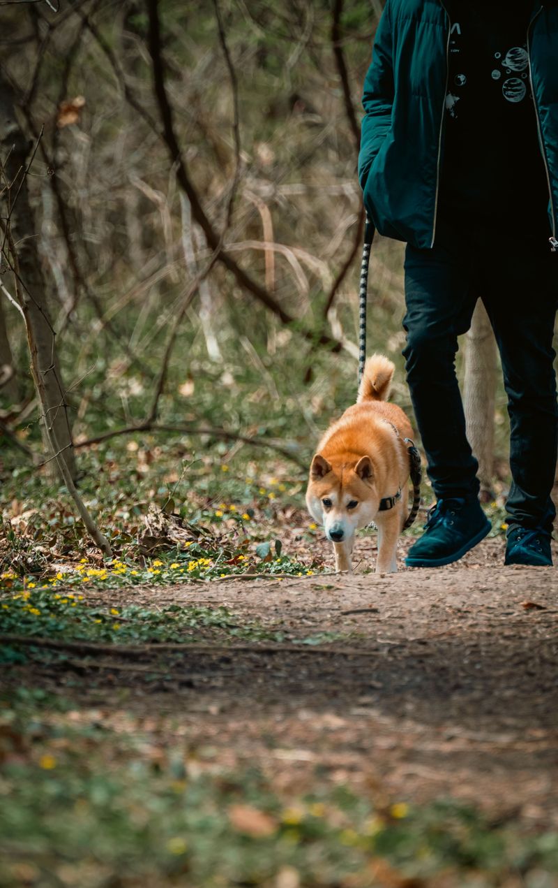 Avoid Getting Between Your Dog and the Bobcat