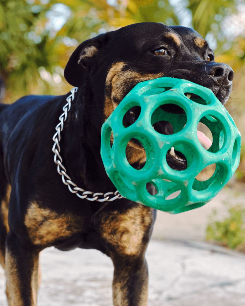 Block the barking, pawing, and sniffing instinct