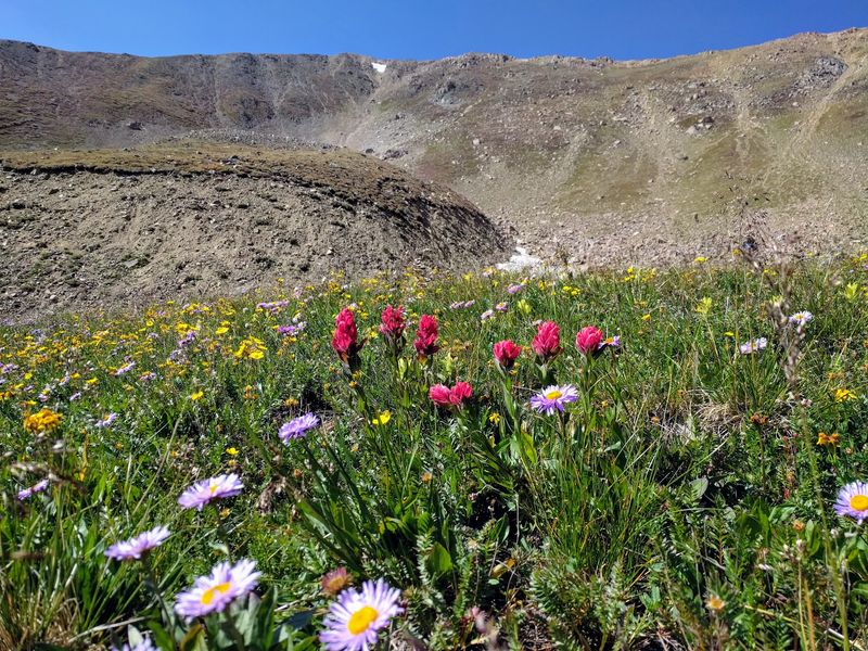 Butler Gulch Blooms Like A Painted Bowl