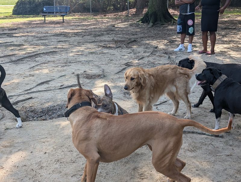 Westover Dog Park, Fayetteville