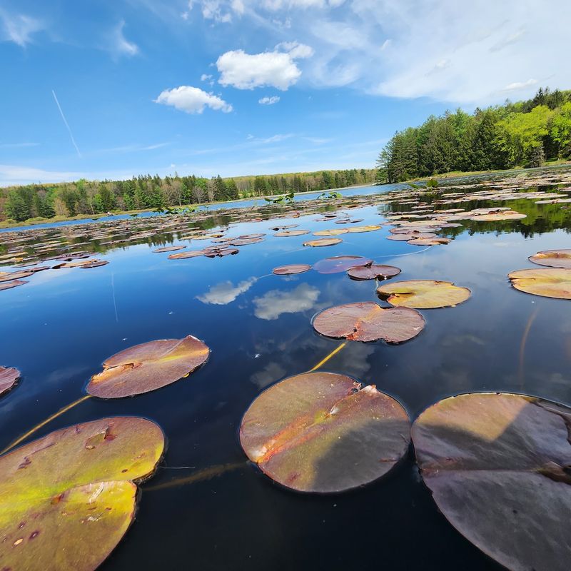 Black Moshannon State Park Campground