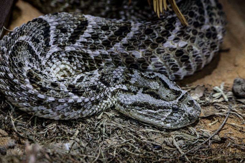 Western Massasauga