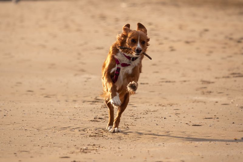 Nova Scotia Duck Tolling Retriever