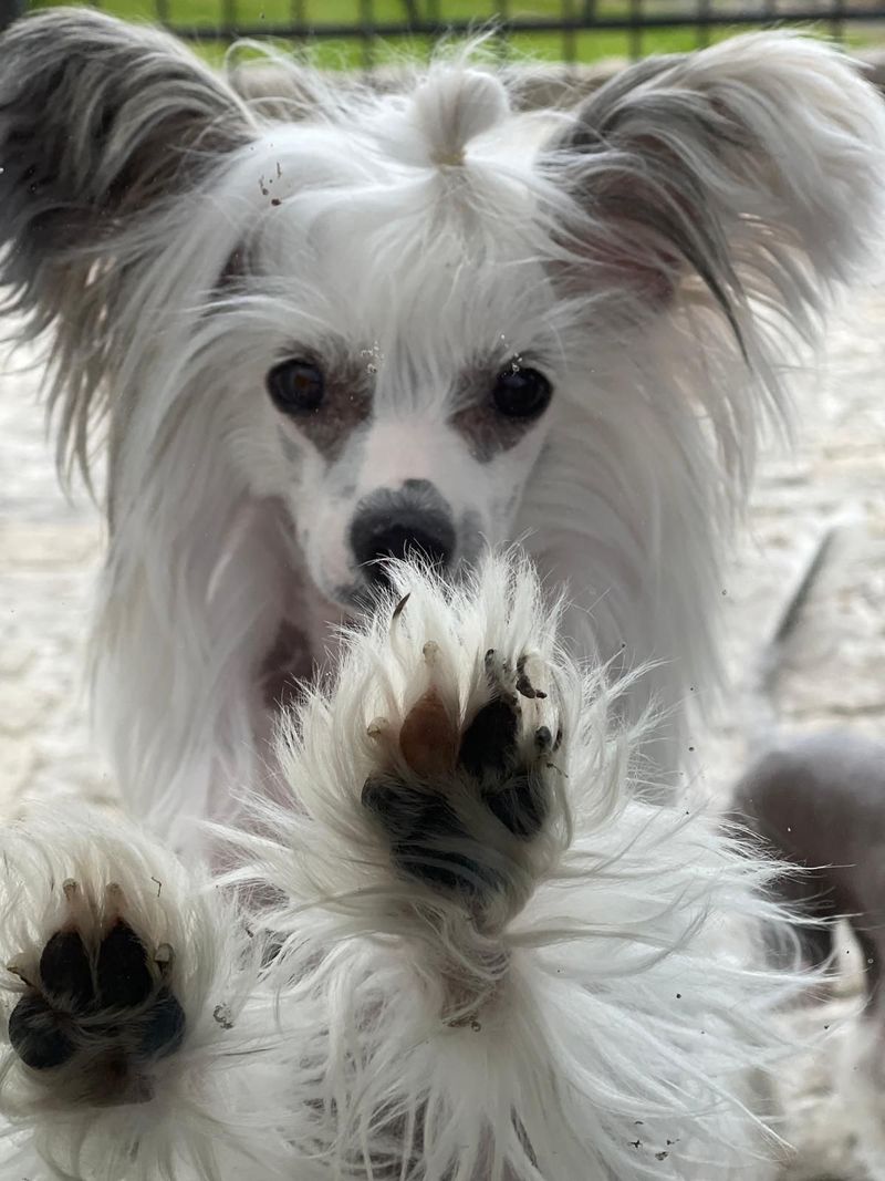 Chinese Crested
