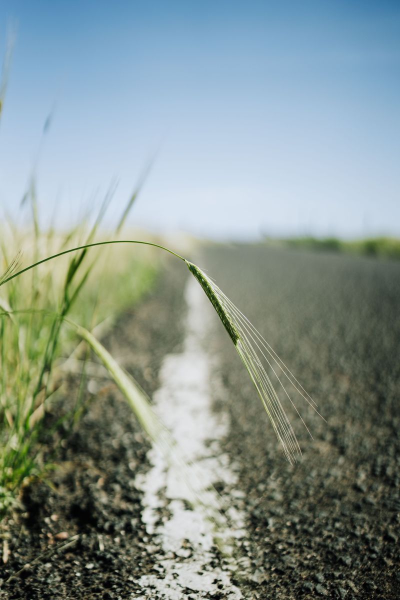 Cheatgrass Loves Roadsides, Trailheads, And Burned Ground