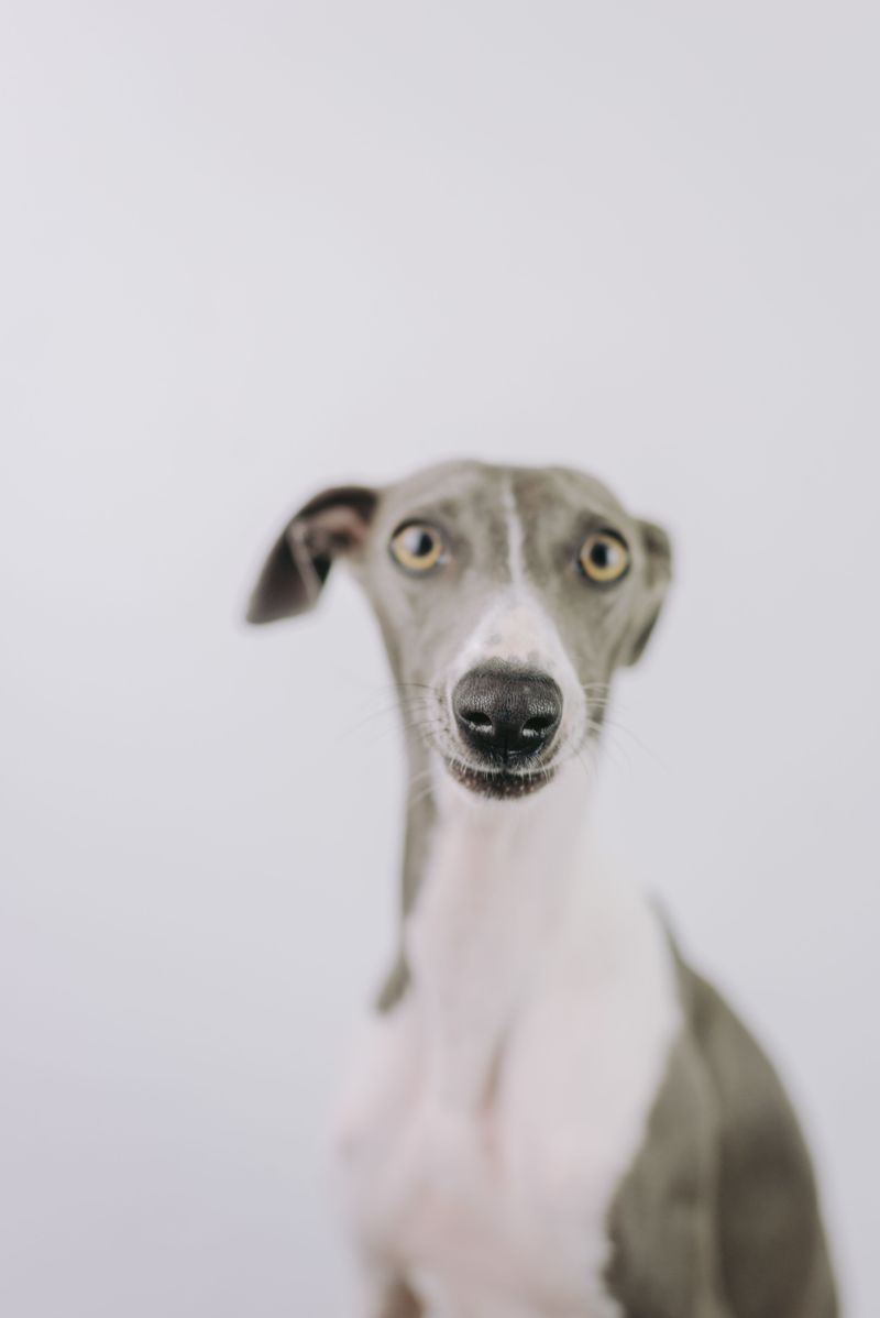 Italian Greyhound