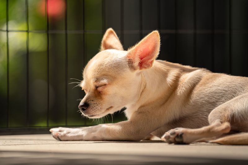 Chihuahua