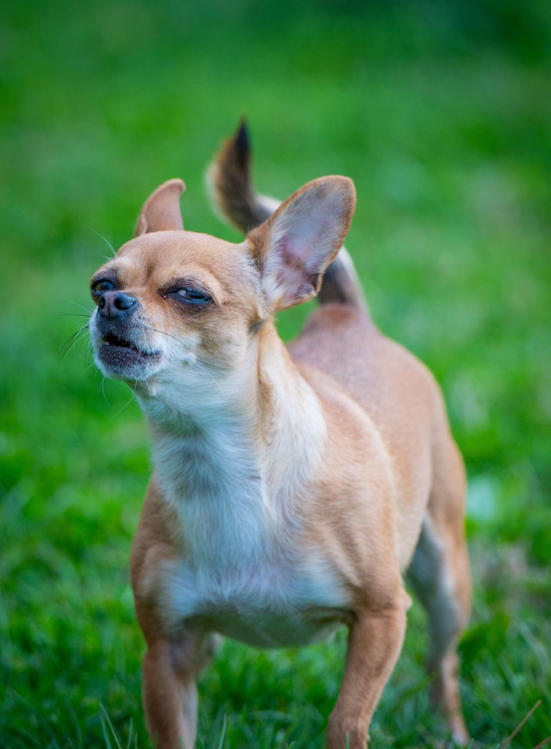 Chihuahua