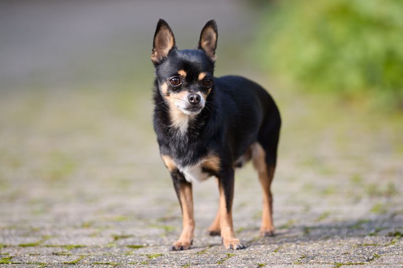 Smooth-Coated Chihuahua