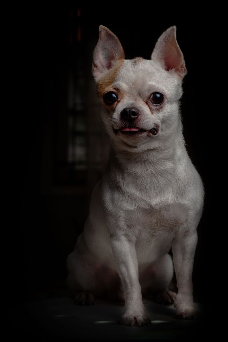 Smooth-Coat Chihuahua