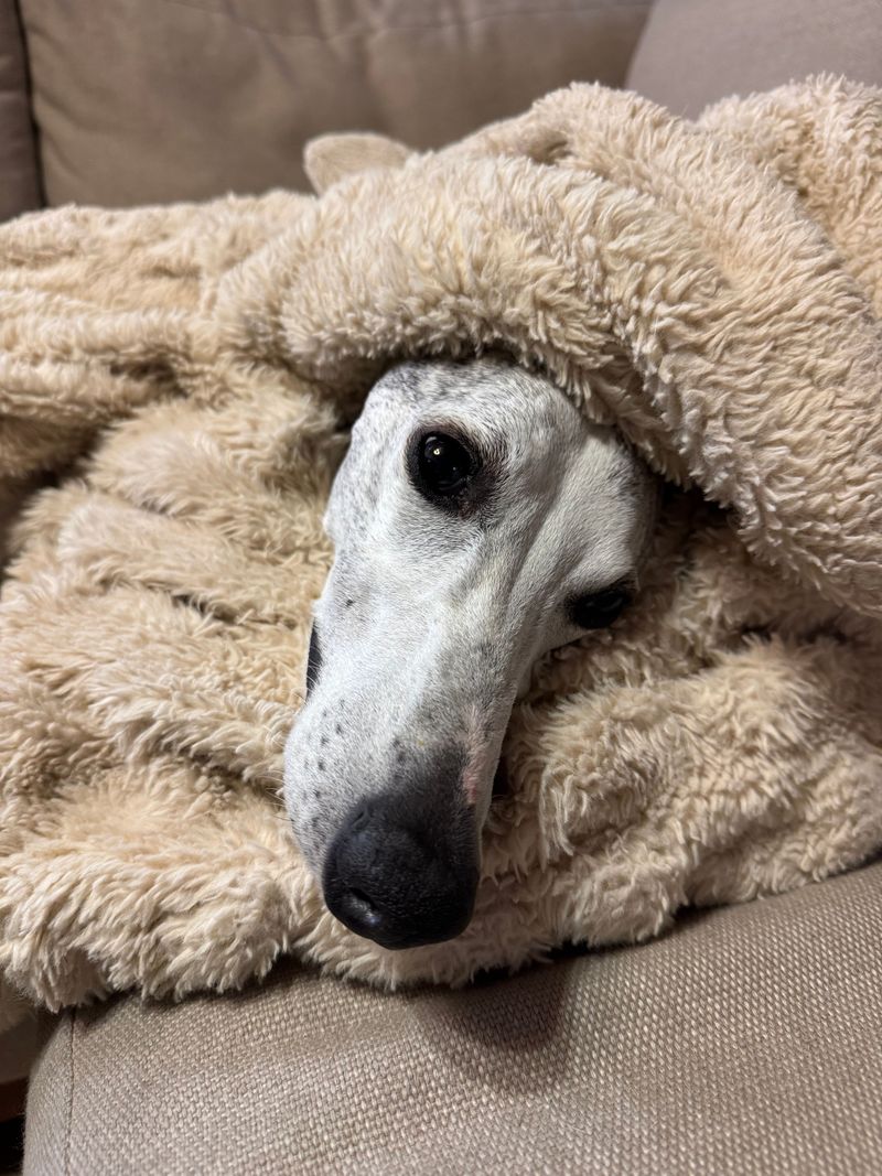 Greyhound: Sprinter by Trade, Napper by Heart
