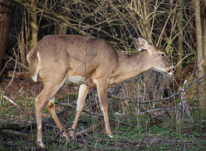White-Tailed Deer
