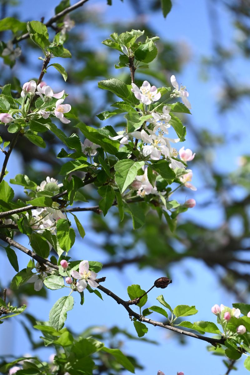 Warm Weeks Raise Bloom Odds