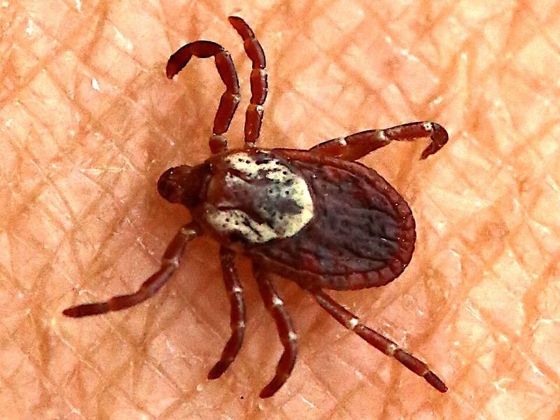 Lyme Disease Is A Real Maryland Concern