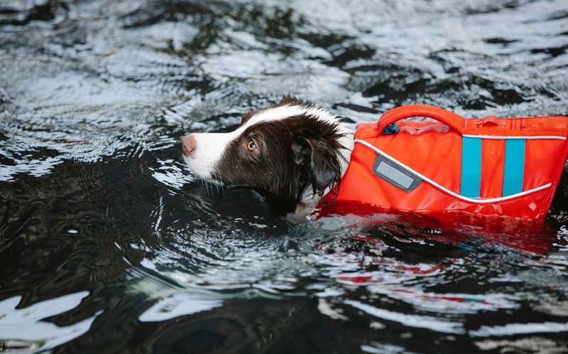 Bring A Dog-Friendly Life Jacket