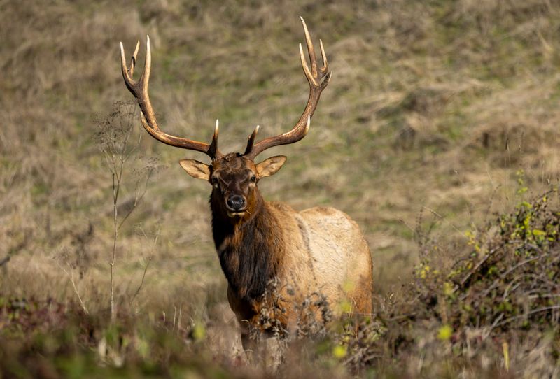 Watch For Elk And Deer