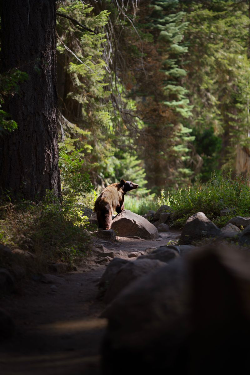 Know What to Do if a Bear Approaches
