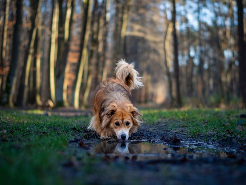 Watch Dogs That Love to Explore