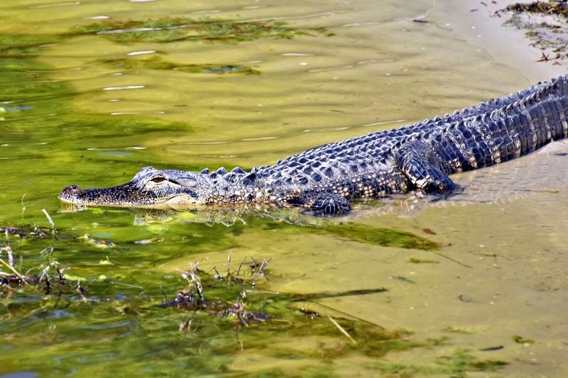 Treat an Approaching Alligator as a Red Flag