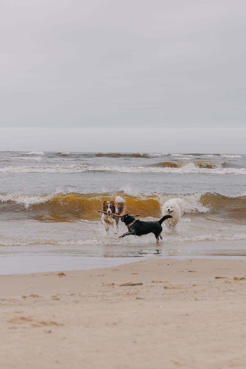 Choose The Beach With Your Dog In Mind