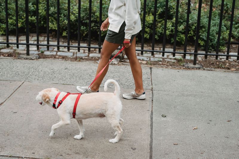 Females in Heat Must Stay Home or Leashed
