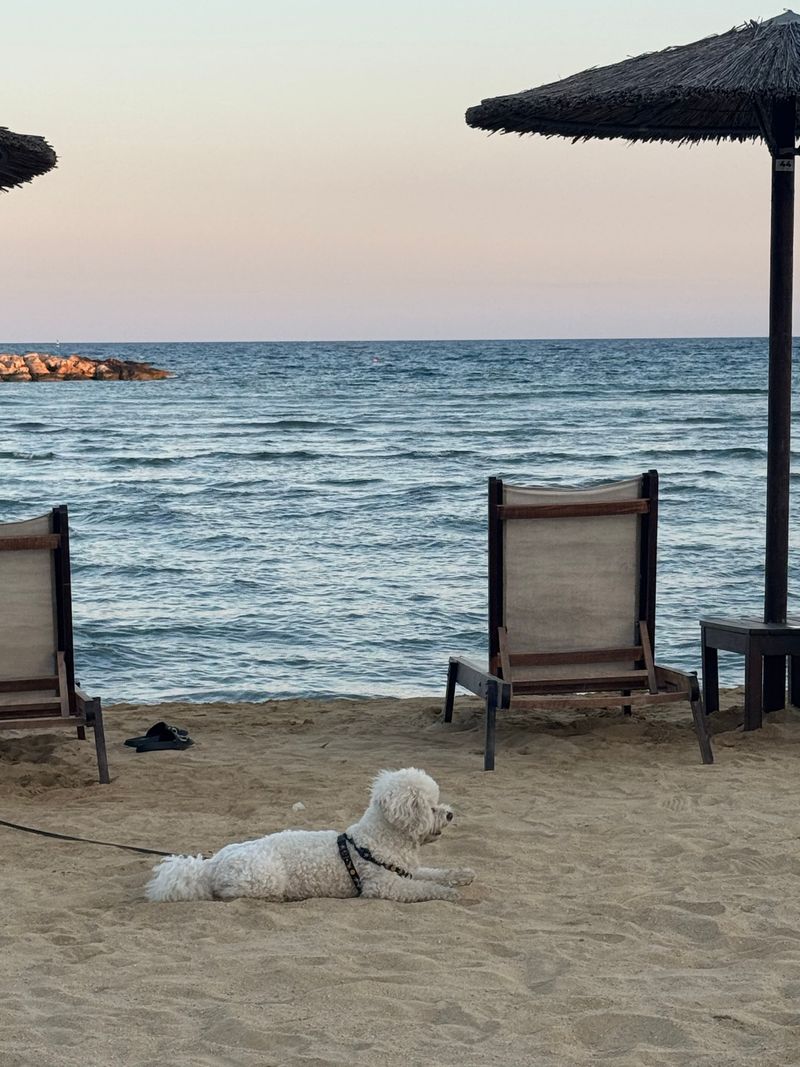 Dogs Should Never Be Left Unattended
