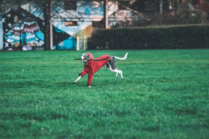 Whippet
