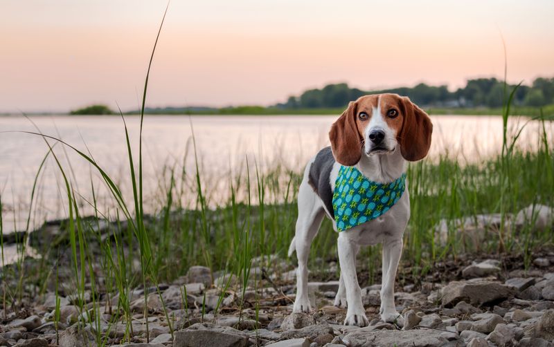 American Foxhound