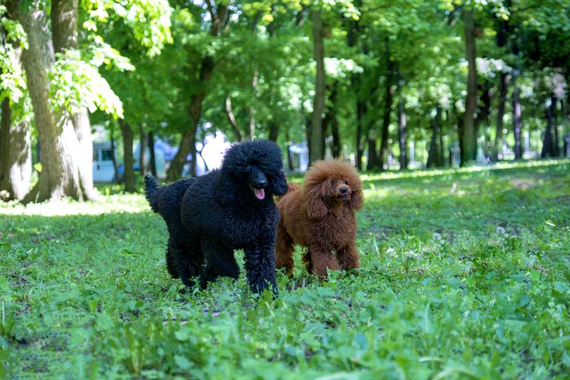 Poodle